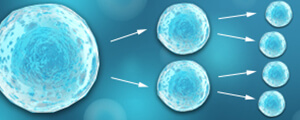 幹細胞研究
